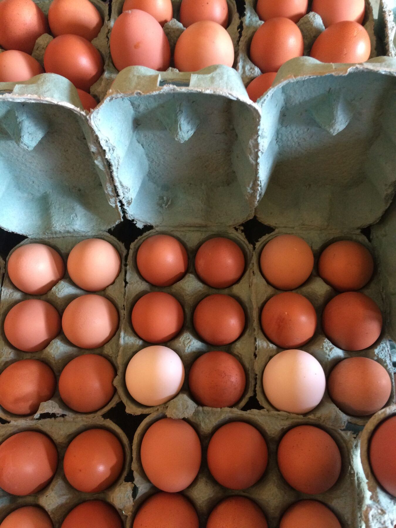 Green Egg Boxes - Broom House Farm